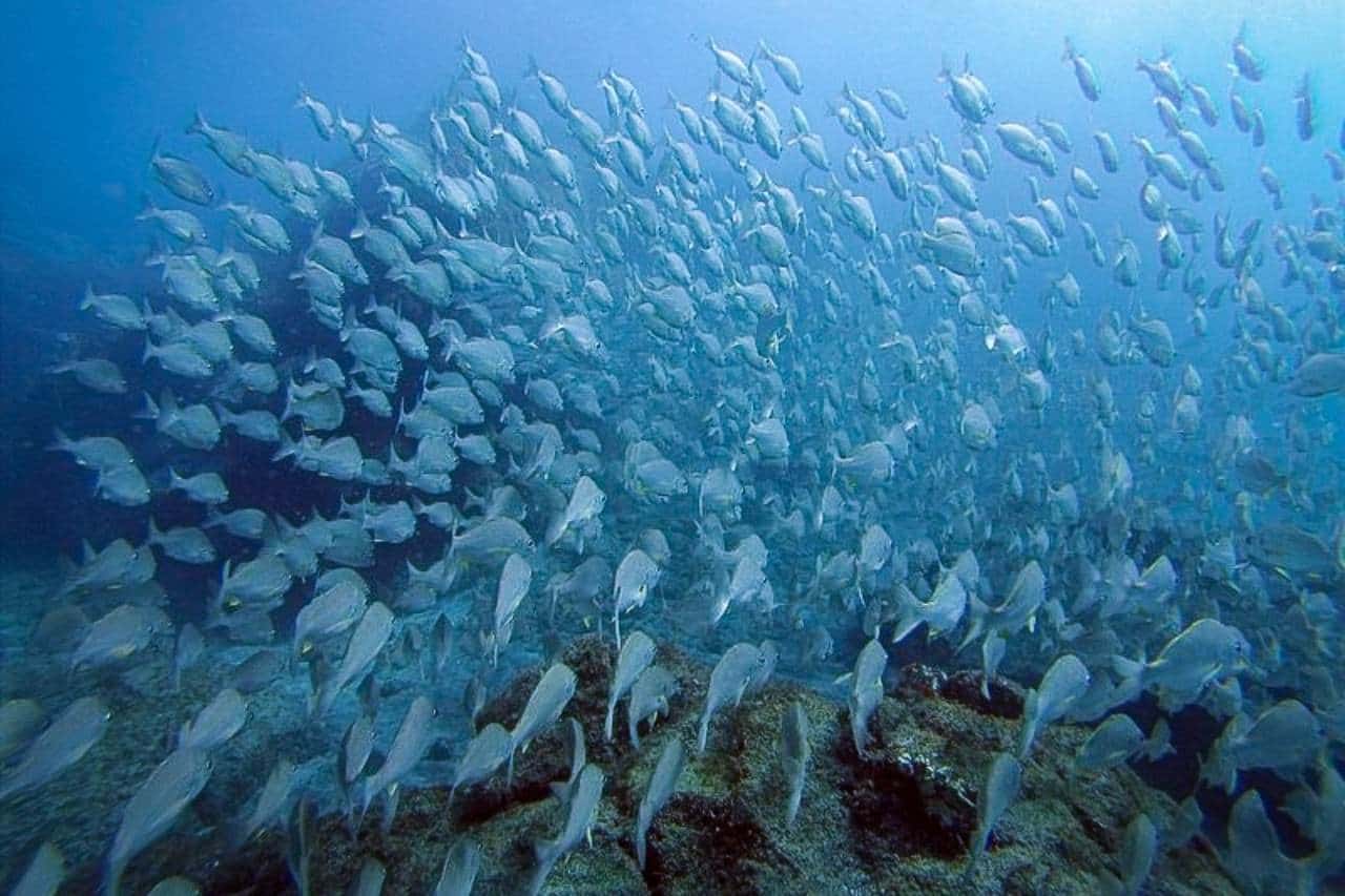 İspanya Fuerteventura Sahili Açıklarında Kalp Krizi Nedeni ile Dalgıç Hayatını Kaybetti